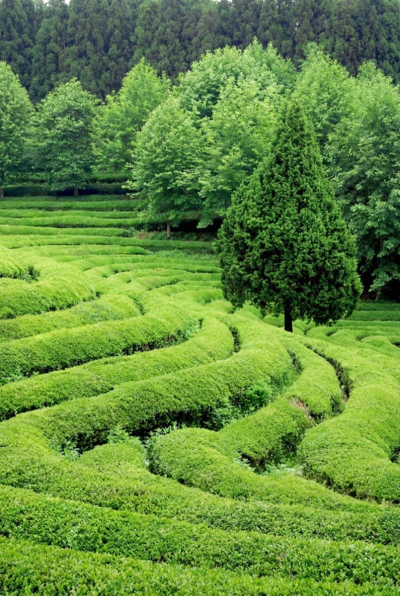 Matcha veld in Japan